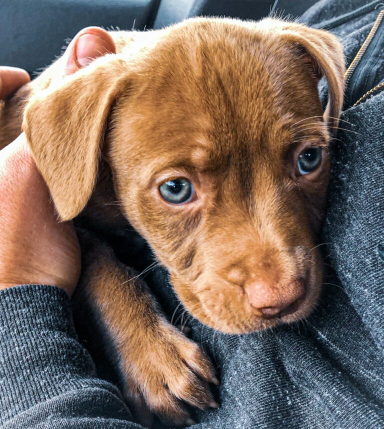 Bringing Home a New Pet: A Complete Care Guide